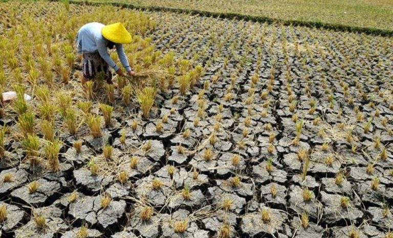 Ini Solusi Kementan saat Musim Kering, Salah Satunya Tanami Area Rawa ...